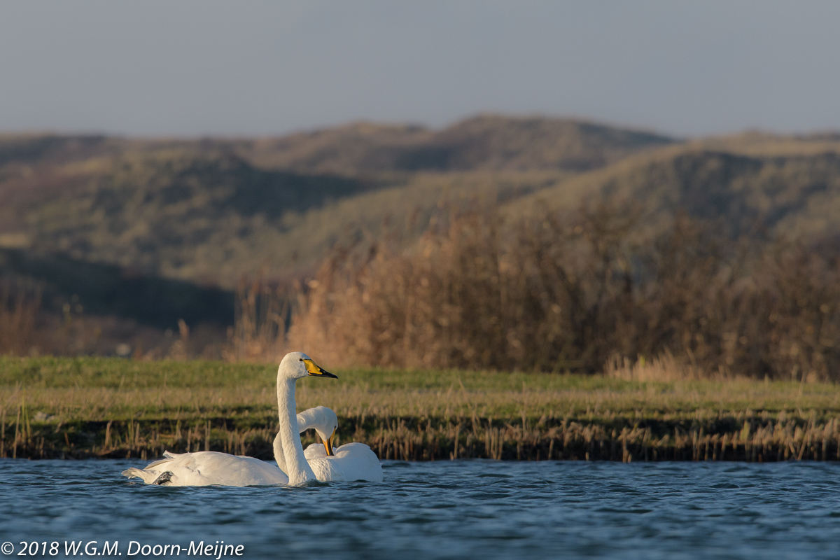 wilde zwaan(Cygnus cygnus)
