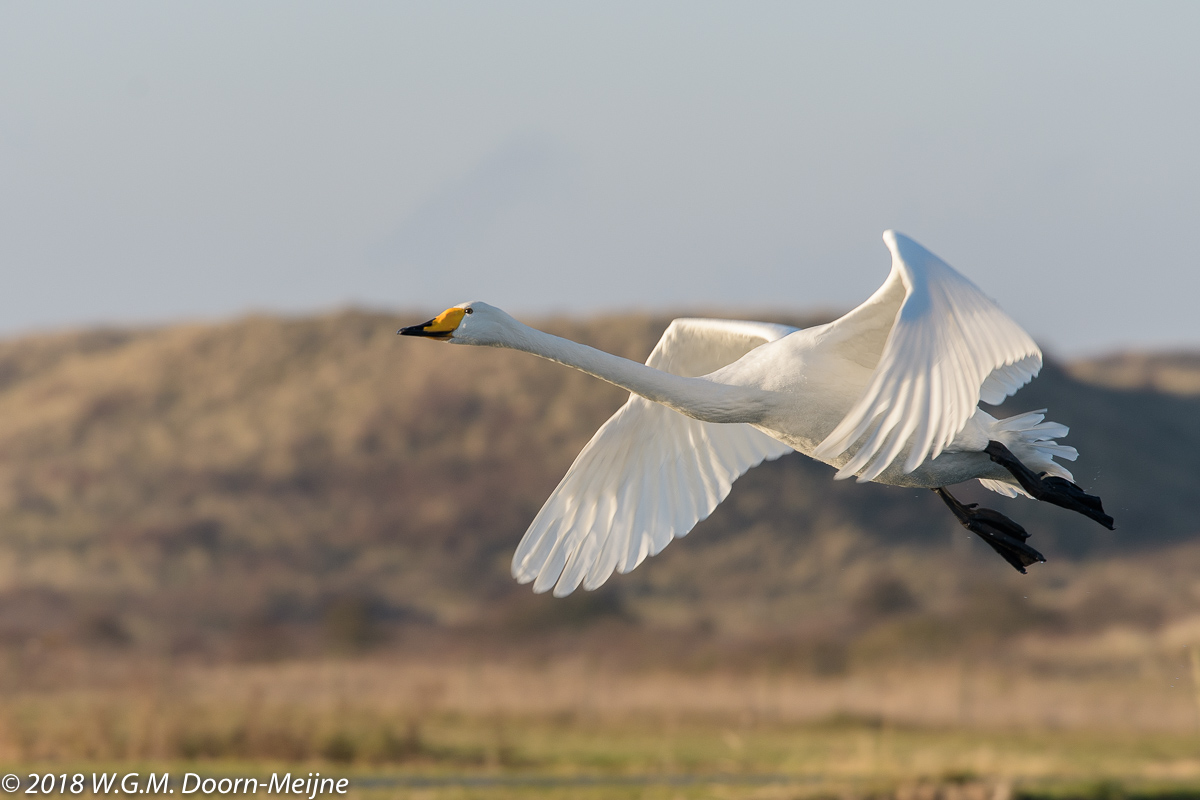wilde zwaan(Cygnus cygnus)