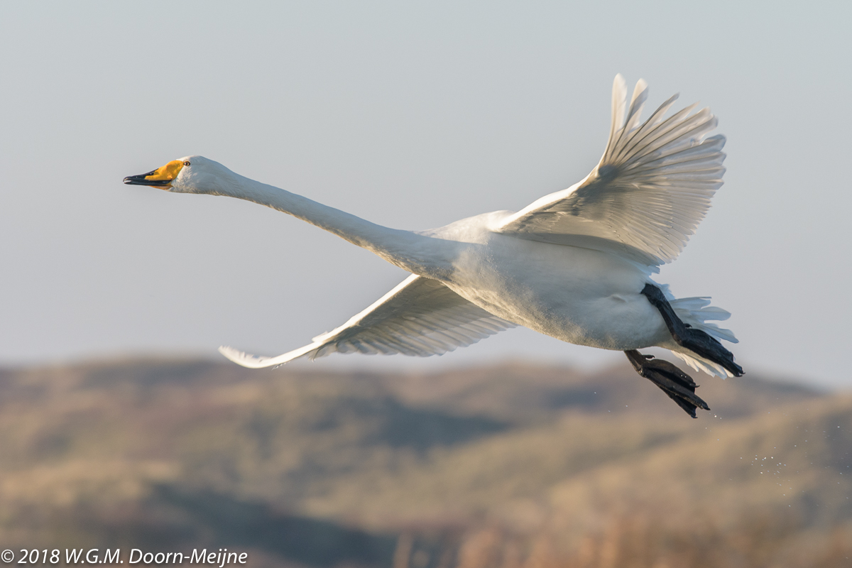 wilde zwaan(Cygnus cygnus)