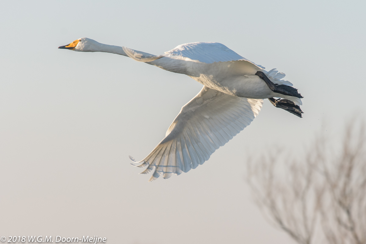 wilde zwaan(Cygnus cygnus)