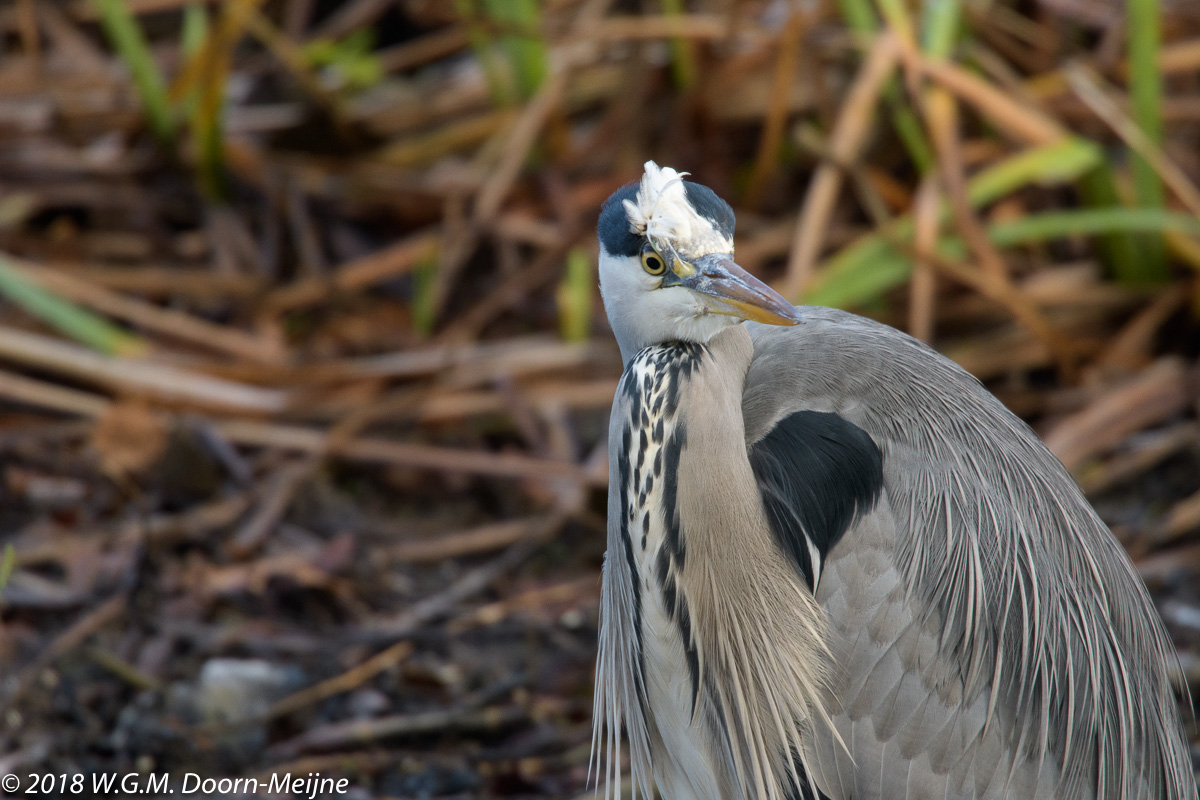 Blauwe reiger
