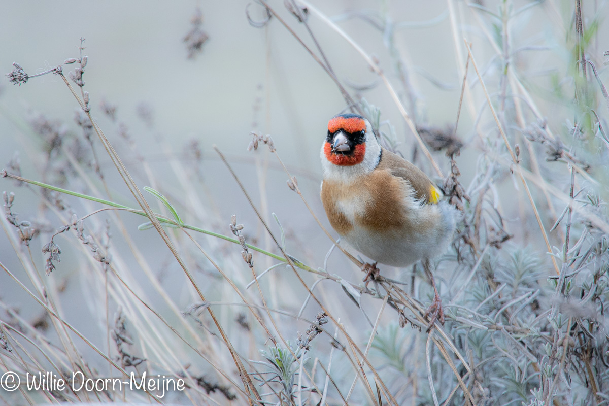 Putter Carduelis carduelis
