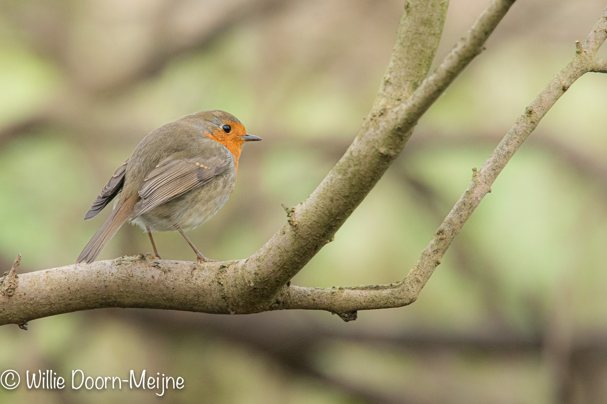 roodborst Erithacus rubecula